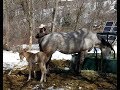 Baby Horse Born in a Snow Storm