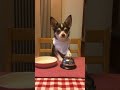 Chihuahua ringing the bell!　ベルを鳴らす犬になってみた・1回目（2回目も見てね）