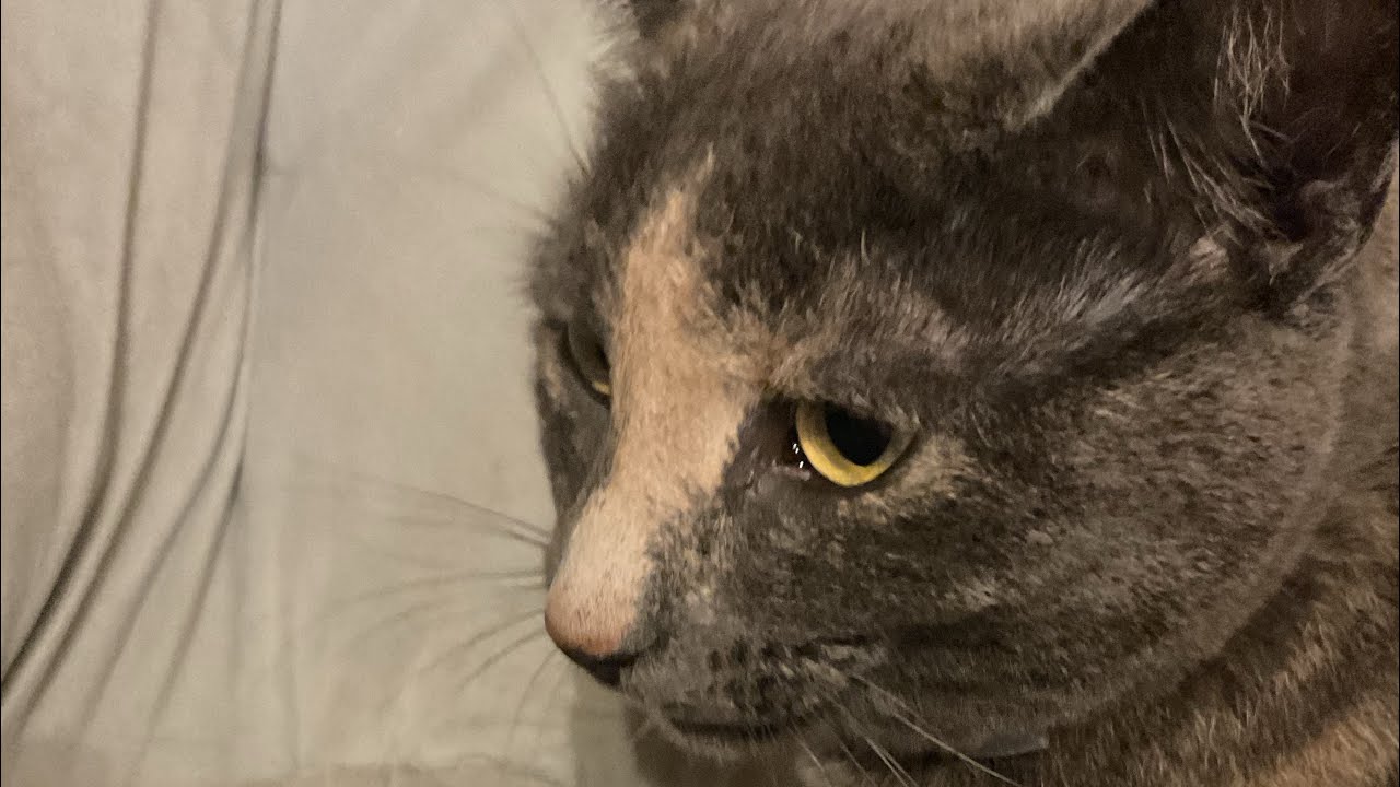 disco kitty (a horrible song i made)