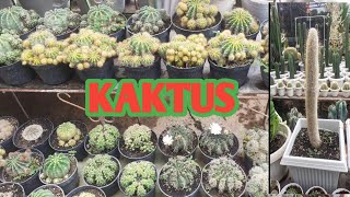 7 Ways to Care for a Beautiful, Thriving Cactus || Succulent Ornamental Plants