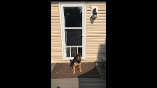 Larson PetView Dog Door (Part 2)