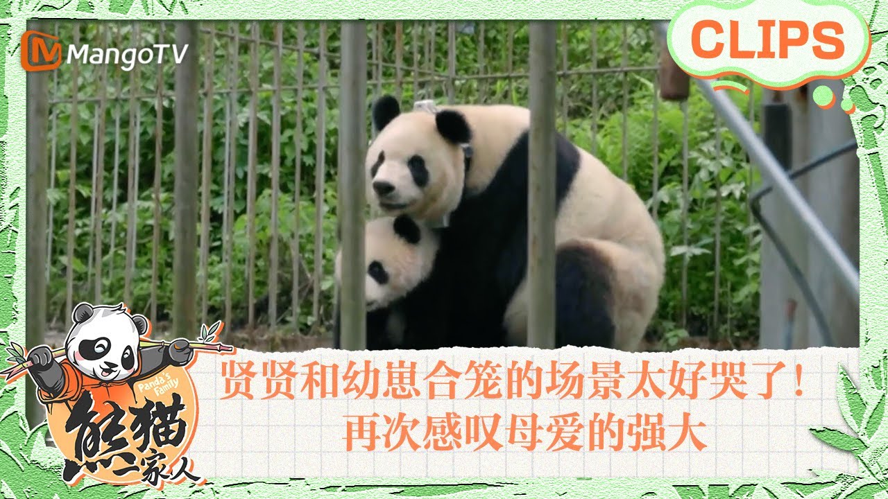 【精彩看点🐼】熊猫贤贤和幼崽合笼的这五分多钟太好哭了！紧紧保护自己的孩子，再次感叹母爱的强大｜《熊猫一家人Panda‘s Family》｜MangoTV