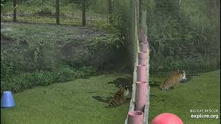 Jasmine and Dutchess enjoying playtime at Big Cat Rescue in Tampa Florida. /BigCatRescue