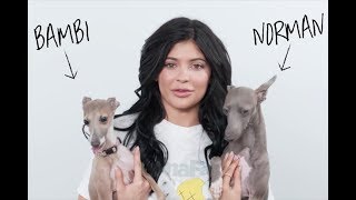 Is kylie jenner in trouble with animal control? after she shared a
video of her two italian greyhounds on snapchat that revealed how
skinny one them is, a...