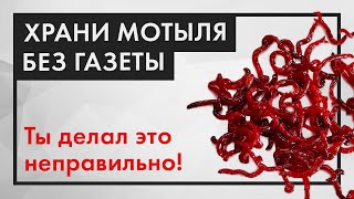 Как СОХРАНИТЬ МОТЫЛЯ ДОЛГО. Без газеты!