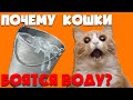 Почему кошки боятся воду? | Интересные факты