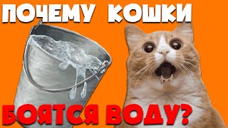 Почему кошки боятся воду? | Интересные факты