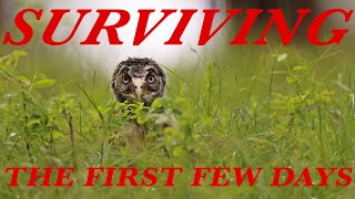 Surviving the First Few Days