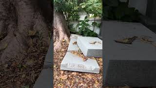 Broken Headstone #haunted #cemetery #damage #graveyard #creepy #florida #history #old #trending