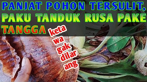 PANJAT POHON TERSULIT PAKAI TANGGA TANDUK RUSA,TERNYATA ADA JUGA TETANGGANYA SI SARANG SEMUT