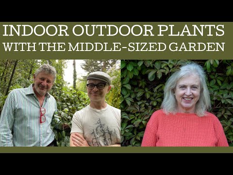Indoor outdoor plants: a collaborative video with The Middle-Sized garden