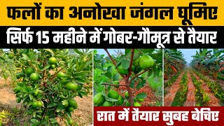 गोबरगौमूत्र से बना फलों का अद्भुत जंगल, एक साल में होने लगी कमाई । Organic Farming ।