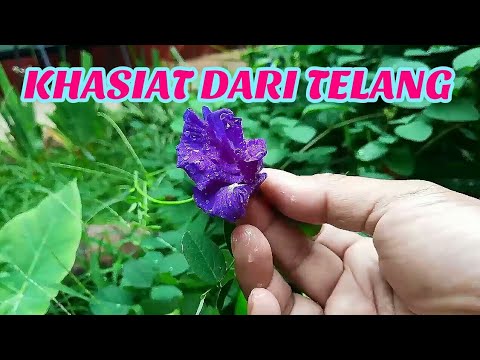 Khasiat akar telang  daun telang  dan bunga  telang  untuk  