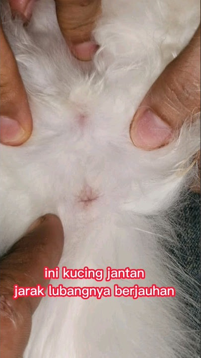cara bedain kelamin kucing #tips #trik #kucing #kitten