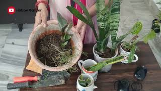 Snake Plant Propagation from Leaf/Hindi|Urdu/propagate sansevieria from leaf propagation