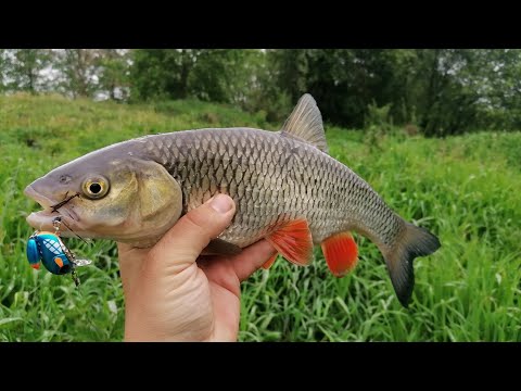 Video: Kas ir līdakas caurlaide?