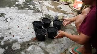 Membuat sistem hidroponik Dutch Bucket dari awal sampai siap digunakan (Edisi Revisian)