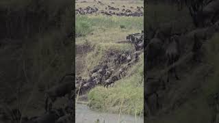 Millions of wildebeest migration crossing 🚸 Mara river 🥶😱😱 full house coming soon with Annest Kenya