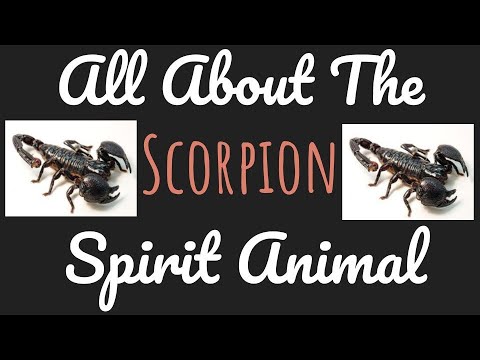 Scorpion Symbolism & The Meaning Of An Scorpion Spirit Animal