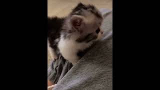 Cuteness Overload! Tiny Kitten Playing is The Best Thing Ever!