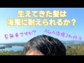 3か月で髪が生えた男/強風にハゲは耐えられるのか？【ハゲダス注意報】