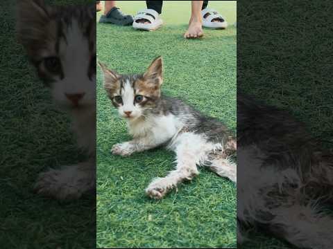 إنقاذ قطه دعستها سياره