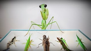 Praying Mantis’ mukbang show! Let’s eat different types of grasshoppers.