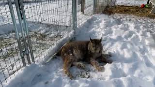 Max Canada Lynx Snowkissed