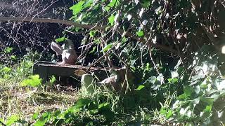 Live Wildlife Watch Stream: Overnight Critter Feeder, Bird Feeder || Wednesday 05.29.2024