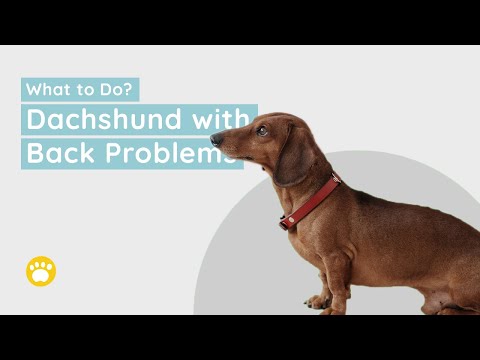 Video: Cov yam ntxwv ntxaws ntawm Dachshund yug