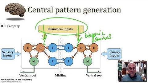 LMNC Central Pattern Generation