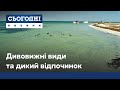 Джарилгач на світанку та всі принади дикого відпочинку