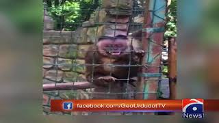 Monkey tries to snatch woman's mobile phone in Russia's zoo