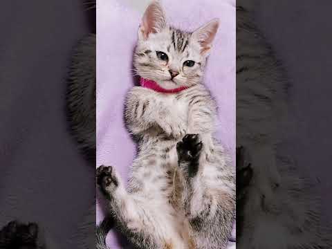 仰向けで遊んだり寝たりする子猫が可愛すぎた! #マンチカン #ジェネッタ #子猫