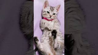 仰向けで遊んだり寝たりする子猫が可愛すぎた! #マンチカン #ジェネッタ #子猫