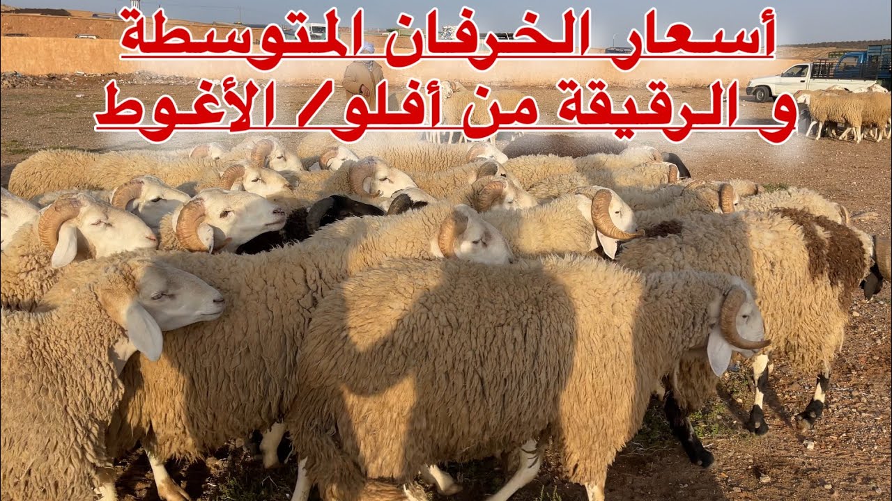 🔴جديد أسعار الخروف الرقيق والمتوسط لعيد الأضحى 2025 من سوق أفلو/ الأغواط