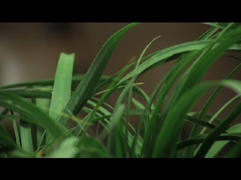 Video: Kamerplant voor allergieën - Groeiende kamerplanten voor verlichting van allergieën