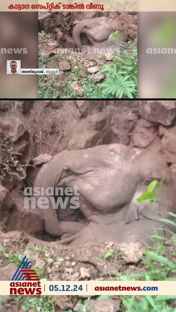 പാലപ്പിള്ളിയിൽ കൊമ്പനാനക്കുട്ടി സെപ്ടിക് ടാങ്കിൽ വീണു