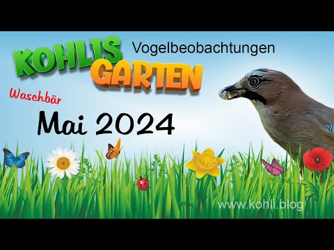 Futterplatz am Kirschbaum - Vogelbeobachtungen in Kohlis Garten 🌸 (Mai 2024)