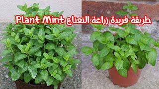 طريقة فريدة لزراعة النعناع Plant Mint