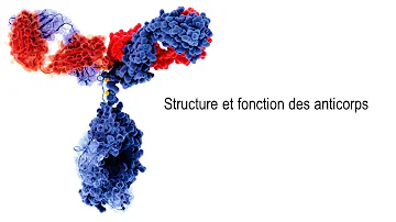 Quelle est la fonction des anticorps ?