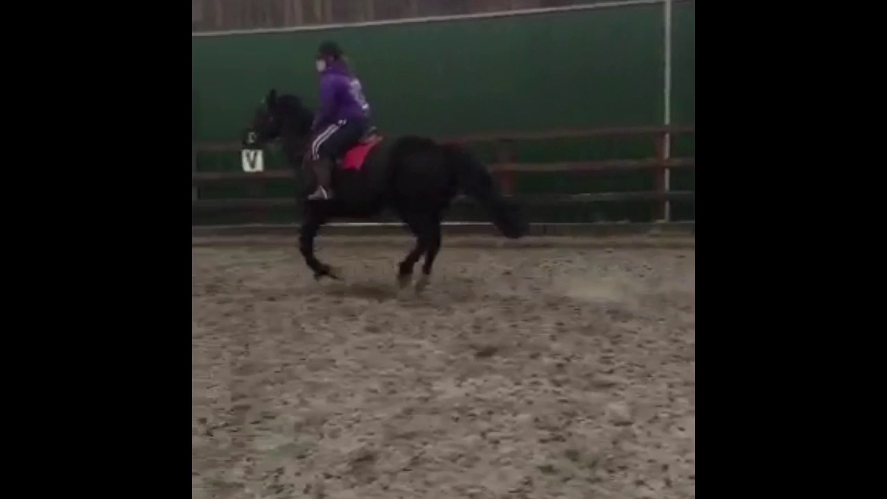 Indie from Telford Equestrian Centre YouTube