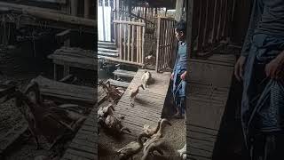 ducks leaving the coop in the morning #bebekpetelur #peternakbebek #duck #farming