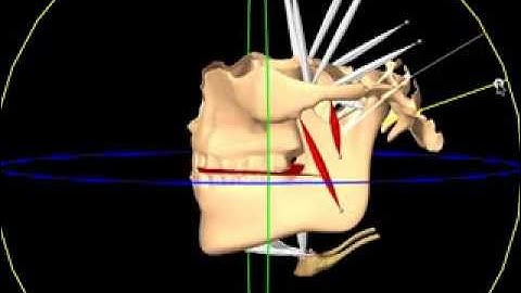 Dynamic simulation of occlusal plane orientation in the jaws