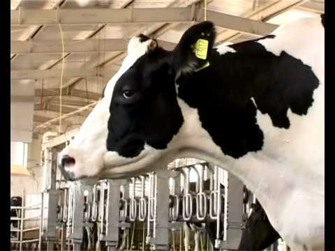 Super Star Cow @  UAE -  one day it gives 100 liter  Milk - Jaihind TV  Report