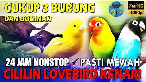 #6 MASTERAN TEMBAKAN CILILIN KENARI LOVEBIRD - MATERI MUDAH DITIRU 🔥