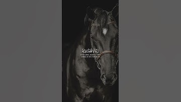 #اكسبلور #قران_كريم #تيك_توك #سعد_الغامدي #سورة_الممتحنة #اللهم_صل_وسلم_على_نبينا_محمد #لايك