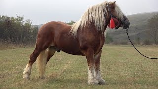 Targ Expozitional de cai Calarasi Gara, Cluj 5 Oct 2019 Nou!!!