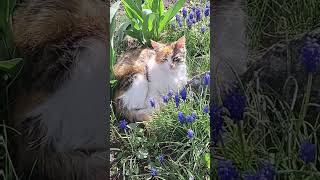 Spring 2026 &amp; cat 🐈  Весна 2026 &amp; кішечка  #cats #spring 2026 #котик  #весна #cutecats #flowers