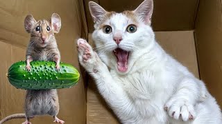 Funniest 2024🥰Cats and 🥒 Cucumbers - Awesome Funny Pet Videos 😹🐕Part 16